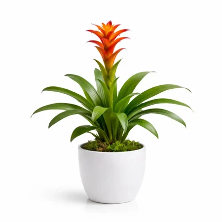 Guzmania me një lule të vetme portokalli në vazo të bardhë mbi sfond të bardhë