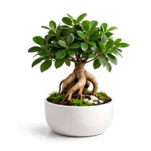 bonsai ficus ginseng pema e jetes ne vazo te bardhe