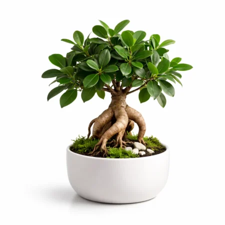 bonsai ficus ginseng pema e jetes ne vazo te bardhe