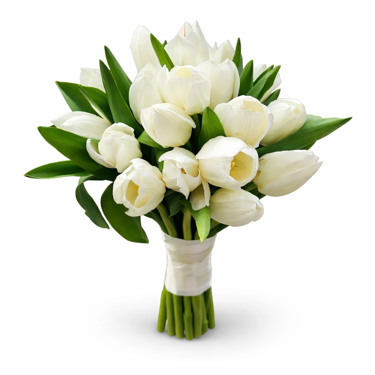 White tulip bouquet with green leaves wrapped in white ribbon