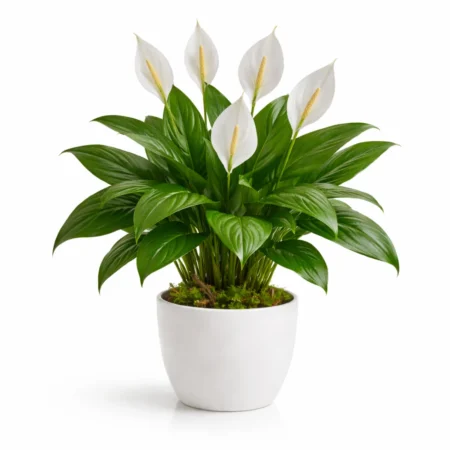 Spathiphyllum me lule të bardha në vazo