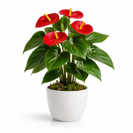 Anthurium i kuq në vazo të bardhë