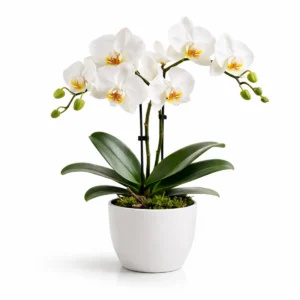Orkide e bardhë Phalaenopsis në vazo të bardhë