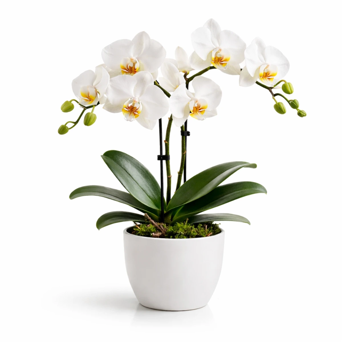 Orkide e bardhë Phalaenopsis në vazo të bardhë